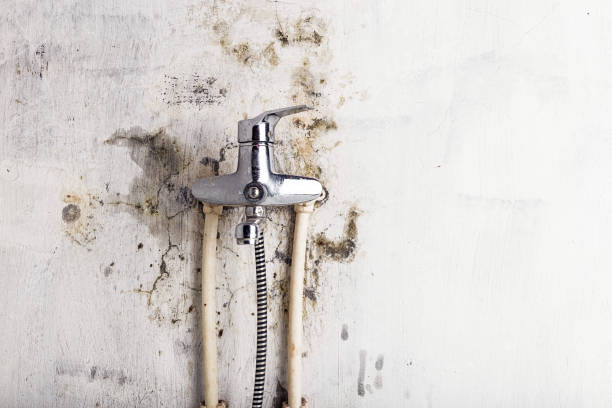 Best Best Mold Removal Companies  in Bluefield, VA
