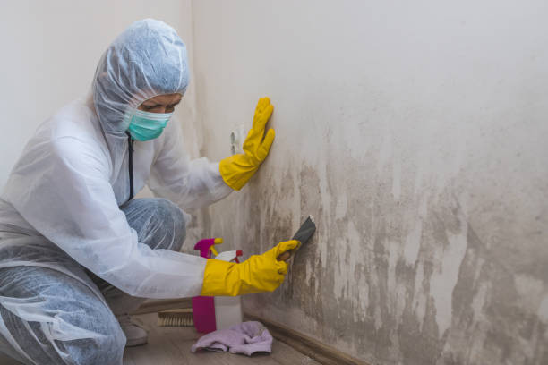 Certified Mold Removal in Bluefield, VA