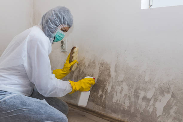 Best Office Mold Removal Services  in Bluefield, VA