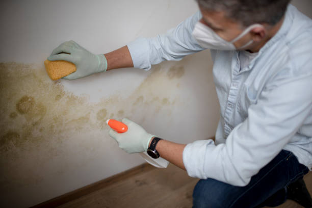 Best Mold Removal Near Me  in Bluefield, VA
