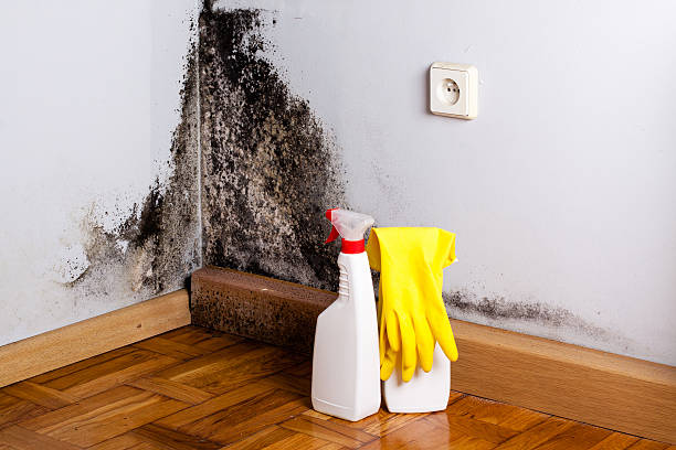 Best Mold Testing  in Bluefield, VA