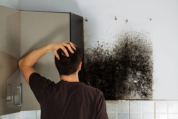 Best Commercial Mold Removal  in Bluefield, VA