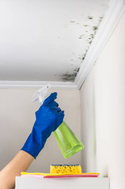 Best Home Mold Removal  in Bluefield, VA